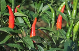 Giá ớt chỉ thiên cao kỷ lục, nông dân thu lãi lớn
