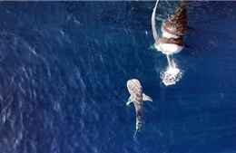 Bước tiến quan trọng trong nghiên cứu cá mập voi toàn cầu