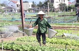 Làng rau Trà Quế xanh lại hy vọng mùa Tết