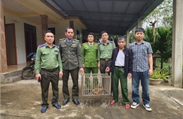 Quảng Trị: Tiếp nhận 2 cá thể khỉ vàng quý hiếm từ người dân