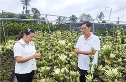 Nhiều thanh niên 'bỏ phố về quê' khởi nghiệp thành công