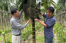 Cau Cao Nhân mất mùa, rớt giá
