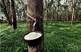 Thanh khoản mỏng, giá cao su đi ngang trong kỳ nghỉ Giáng sinh