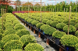 Đưa công nghệ để nâng cao chuỗi giá trị sản phẩm hoa kiểng