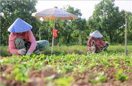 Nông dân An Giang tất bật vào vụ rau Tết