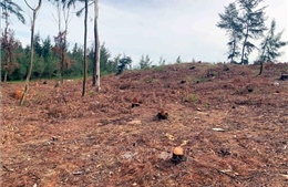 Chống sa mạc hóa gắn với quản lý bền vững đất đai và tài nguyên