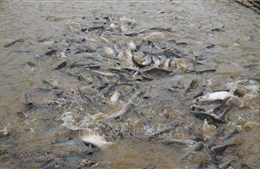 Nguồn cung khan hiếm, giá cá tra ở Đồng Tháp tăng mạnh