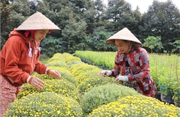 Nhà vườn trồng hoa Tết ở Cần Thơ lo lắng lợi nhuận giảm