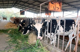 Hướng dẫn người dân bảo vệ đàn vật nuôi trước rét đậm, rét hại