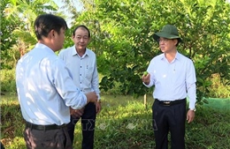 Chanh không hạt xuất khẩu đạt lợi nhuận cao