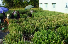 Cúc Bình Lâm hút hàng trước Tết