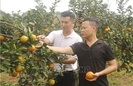 Cam Vinh từ đặc sản tươi đến công nghệ chế biến sâu 