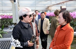 'Bông lan vàng' của làng Phù Vân