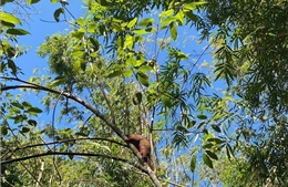 Đồng Nai tiếp nhận và tái thả nhiều động vật hoang dã quý hiếm