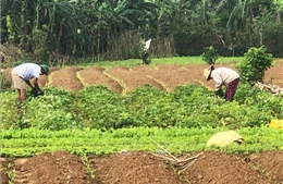 Quảng Trị chủ động sản xuất vụ Tết nhờ thời tiết nắng ráo