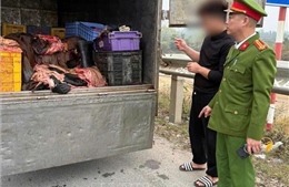 Phú Thọ: Phát hiện ô tô chở 1,2 tấn sản phẩm động vật không bảo đảm vệ sinh thú y