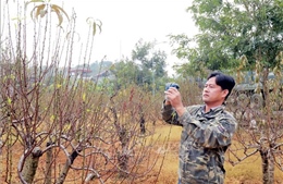 Người trồng đào Ba Sao rộn ràng chuẩn bị cho vụ Tết