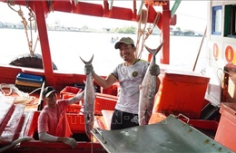 Ngư dân trúng mùa chuyến biển cuối năm
