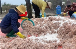 Trúng đậm mùa ruốc, ngư dân Quảng Trị thu về cả triệu đồng