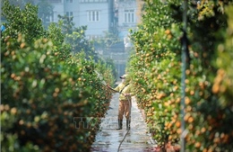 Quất cảnh Tứ Liên - 'di sản' xanh của Tết Việt