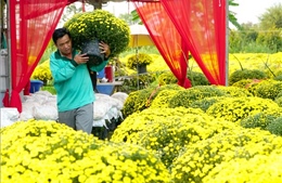 Mở kênh tiêu thụ hoa cúc nở sớm