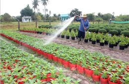 Vụ rau, hoa phục vụ Tết vào giai đoạn 'nước rút'