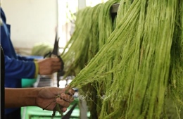 Sản xuất tơ sợi từ lá dứa mở ra giá trị mới cho phụ phẩm nông nghiệp