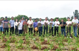 Hành tím Tết được mùa, được giá