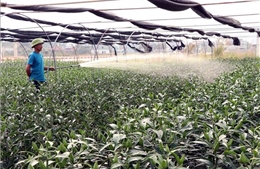 Làng hoa ở Thái Nguyên hồi sinh sau lũ