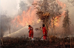 Cháy rừng bùng phát tại nhiều khu vực ở Indonesia giữa mùa mưa