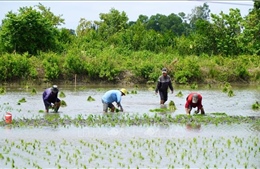 Mô hình lúa - tôm đạt hiệu quả cao, nông dân thu lợi lớn