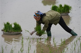 Gần 80% diện tích đã đủ nước cho gieo cấy vụ Đông Xuân