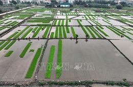 Rút ngắn thời gian lấy nước vụ Đông Xuân, tiết kiệm khoảng 600 triệu m³ nước