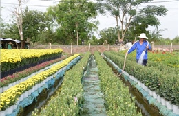 Bảo vệ vùng chuyên canh trái cây phục vụ Tết trước triều cường