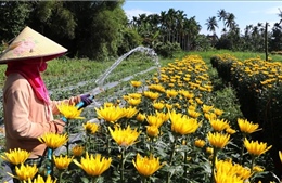 Xuân sớm với người trồng hoa Quảng Ngãi