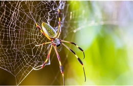 Giải mã 'thủ thuật' phân tử giúp tơ nhện bền hơn thép 