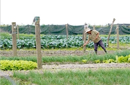 'Vựa rau' lớn của tỉnh Quảng Trị được mùa, mất giá