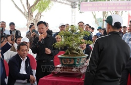 Đấu giá cây cảnh để góp phần tôn tạo đền Hóa Dạ Trạch