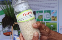 Xây dựng thương hiệu 'Gạo Cần Thơ' từ những giống lúa đặc sản mới