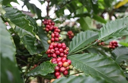 Nguồn cung tăng, giá cà phê và gạo đồng loạt chịu sức ép