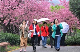 Chiêm ngưỡng vẻ đẹp hoa anh đào tại Trung Quốc