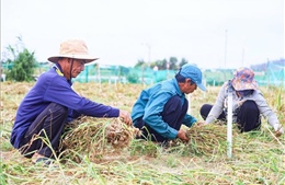 Đặc khu Lý Sơn hỗ trợ người dân tìm lối ra khi tỏi rớt giá