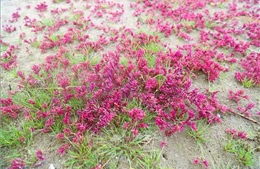 Vẻ đẹp của rau nhót phủ tím trên đồng muối rộng 20 ha thu hút du khách