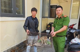Tiếp nhận một cá thể khỉ vàng quý hiếm do người dân giao nộp