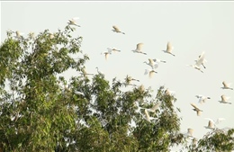 Đàn cò trắng vẽ bức tranh quê thanh bình