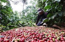 Giá cà phê giảm sâu, gạo bật tăng nhờ lực đẩy xuất khẩu