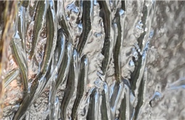 Kinh ngại loài cá tí hon leo ngược thác nước cao 15 mét