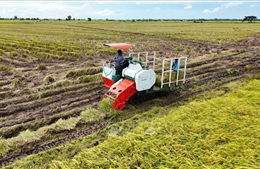 Cánh cửa đưa lúa gạo Việt vào thị trường tín chỉ carbon