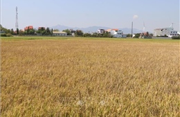 Các địa phương ngăn chặn sâu bệnh, hạn chế rủi ro trong sản xuất vụ Đông Xuân