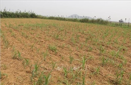 Nắng hạn kéo dài, rau màu miền núi Ninh Bình nguy cơ giảm sản lượng